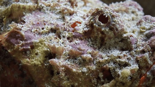 An elusive devil scorpionfish. | Seattle Aquarium