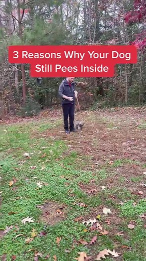 3 Reasons Your Dog Pees Inside #pottytraining #puppy #puppytips #puptok #mypuppy