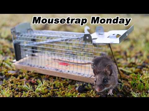 Catching Mice In The Barn With A Tiny Live Catch Cage Mousetrap I found on eBay . Mousetrap Monday