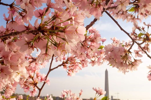 Cherry Blossom Season In Washington, D.C. Is Almost Here—Here's When To Go