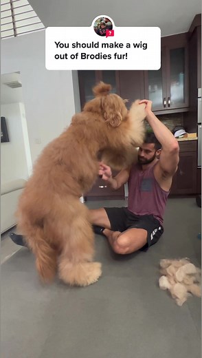 Making wigs out of my dog’s fur #doggrooming #groomer #tutorial #goldendoodle #bostonterrier | Brodie That Dood