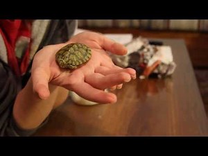 Unboxing my New Turtle
