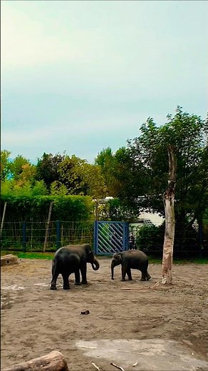 Cutest Elephant Moments Ever!