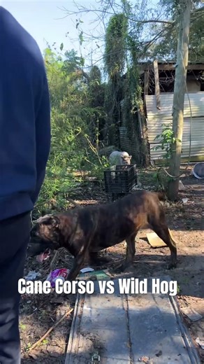 Cane Corso vs Wild hog. #canecorso #gamedogs #dogtraining