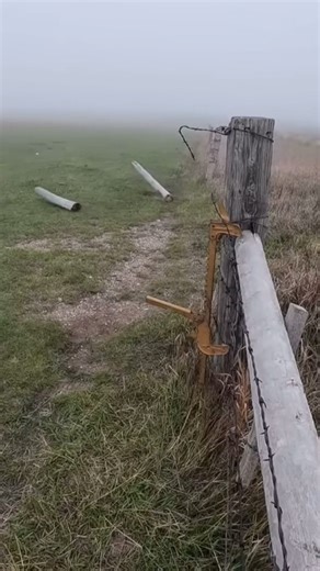 Weaning Calves as Big as Cows | Sonne Farms