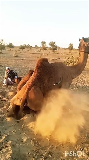لحظة خطيرة: هجوم الجمال أثناء اللقاء الأول#camelslife