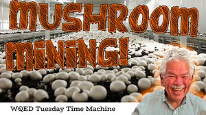 305K views · 4.4K reactions | It was the only underground mushroom...