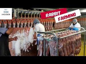 Rabbit meat processing in Factory | Rabbit Industry |Modern Rabbit Farming and Harvest Technology 🐇