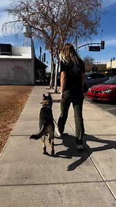 2K views · 43 reactions | Neutrality and verbal control are two of the main staples for taking my dog out in public. All too often I see people waterskiing behind their dogs going down the street, is that really enjoyable? It’s easy having my dog with me because he understands neutrality and has exceptional off leash control. Booking one on ones for March and April! Mention this video and receive 10% off your board and train package! | that.shepherd.girl | Facebook