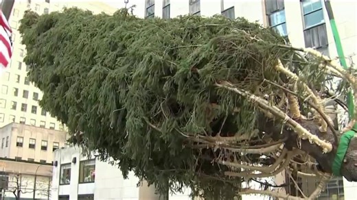 2024 Christmas tree hoisted into place at Rockefeller Center
