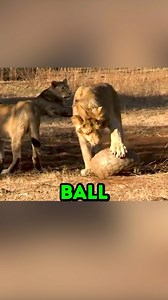 The Pangolin Defence 🥲 | Mr Scientific