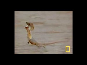 Screaming lizard meme