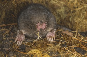 11 blind, extraordinary creatures that live and hunt for prey in complete darkness | Discover Wildlife
