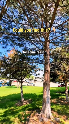 1.4K views · 16 reactions | Would you be able to find this tricky micro cache hidden in the trees?! Download the Geocaching app and create a free account to find hidden caches near you! #Geocaching #CacheMeIfYouCan #Geocache #Cache #MicroCache #TreasureHunt #TreasureHunting #ToyAussie #screammovie #VozDosCriadores | Linda Hawkyard | Facebook