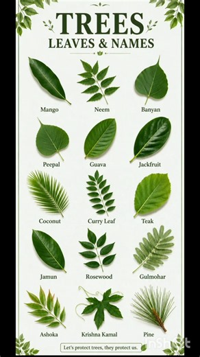 15 Common Tree Leaves Names 🌿 | Learn Tree Leaves in English | #EducationalShorts#viral #gk