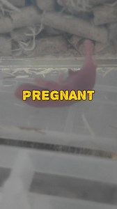 Pano alagaan ang Hamster na nabuntis? PS: Hindi kami nag eencourage ng breeding. Ang newbie hindi dapat pumapasok sa breeding bagkus dapat nagfofocus lang sa pag improve ng pag alaga. This is for educational purpose only. | Philippine Hamster Keepers