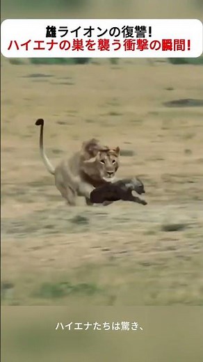 雄ライオンの復讐！ハイエナの巣を襲う衝撃の瞬間！ #ライオンの物語 #野生の復讐 #ハイエナ #サバンナの戦い #母ライオン
