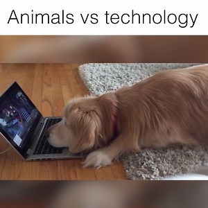 80K views · 856 reactions | These animals are so tech savvy  Follow Howlers for more! | Howlers | Facebook