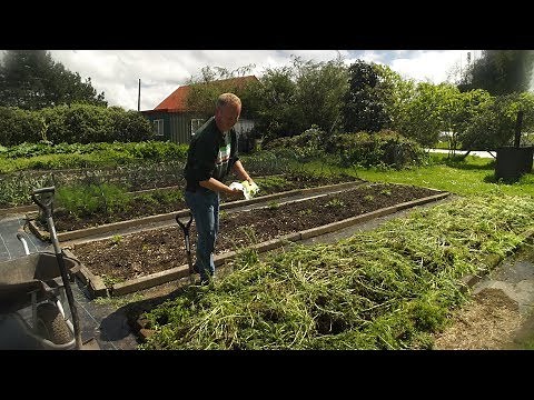 How To Dig In A Green Manure Crop, Make A Codling Moth Trap And Prune A Feijoa Tree