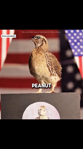 A Tiny Quail Chick with a Big Story 🐣❤️