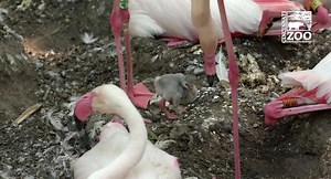 779K views · 21K reactions | AW 殺 Cincinnati Zoo & Botanical Garden: "The first flamingo chick of the year has hatched! There are several more eggs so we expect more chicks over the next few days and weeks. The small white dot on the end of the chicks beak is called the egg tooth. It helps the baby break out of their shell." | NBC4 | Facebook