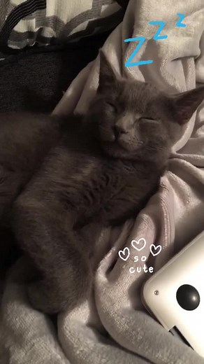 Sleepy Milo #catsoftiktok #socute