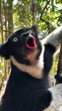 the weirdest monkey sounds #animals #nature #wildlife