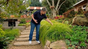 Take a look at Carex 'Everillo', one of my favourite sedges. Use this eye-catching lime-yellow sedge to add some colour to the shady spots of your garden. The Home Channel | #carexeverillo #carexoshimensis #sedge #thehomechannel #gardening #tanyavisserza #grasslike #plants #southafrica | Tanya Visser