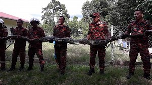 Family dog protects household from 20-foot python, dies from injuries | Coconuts