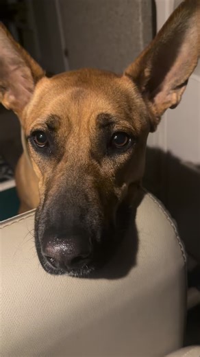 Luck K9 Pack on Instagram: "RV Road Trip Training: MalinoisX & Boerboel Puppy New environments don’t mean new rules. This RV road trip is about exposure, structure, and calm leadership—especially for a 16-week-old Boerboel learning how to be neutral in the world. Echo sets the example. Kong is learning through consistency. This is socialization done right. #BoerboelPuppy #MalinoisTraining #RVLife #DogTrainingJourney #LuckK9Pack"