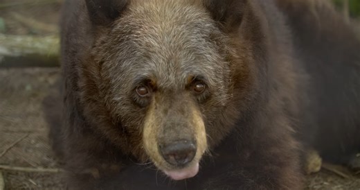 Watch what happens when a coastal black bear hunts in the ocean