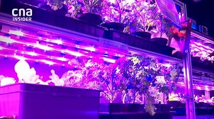 2.7K views · 88 reactions | One year into the pandemic, CNA look back...