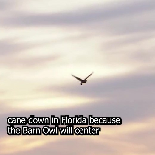 Did you know that a family of Barn Owls will eat thousands of rodents every year? 🐁 Did you know that Barn Owls are not territorial so many nesting pairs can live in relatively close proximity to each other? 🦉🦉🦉 Barn Owls have been described as a "Farmer's Best Friend". Here's the best part - all you need to do to attract these amazing birds to your property is to install nest boxes! 🏠 We've worked with thousands of farmers and property owners across the country and we have been overwhelmed