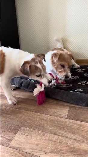2 dogs Jack Russell terriers Hilda and Jessie 🐶🐶 #dog #doglife #puppylove
