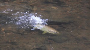 Chinook salmon makes a spawning redd