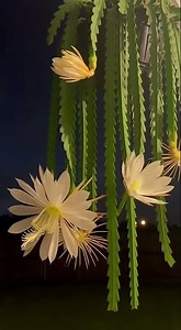 Epiphyllum anguliger｜锯齿昙花（夜开群生）不是一朵，是一整夜。Not one bloom — an entire night.