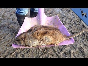 Why Super Rats Are Immune to Poison