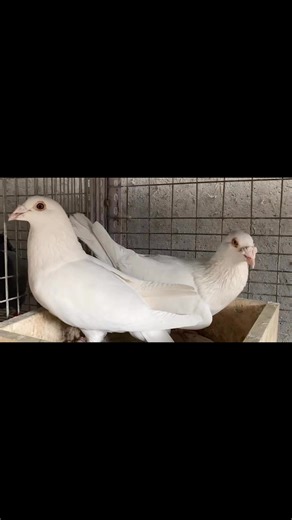 97 reactions | pigeon racing white  | Pigeon Ring Loft | Facebook