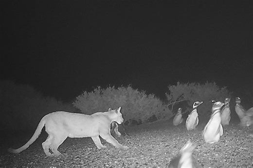 "They can eat almost anything." Pumas caught hunting surprising prey on coast of Patagonia | Discover Wildlife