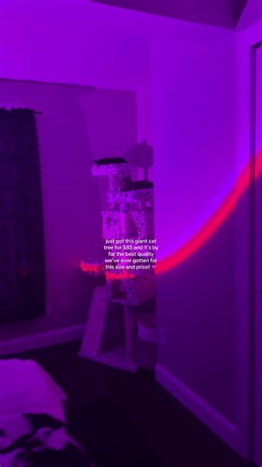 Best Value Cat Trees: Top Picks for Quality and Price