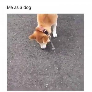 Me as a dog | Woof