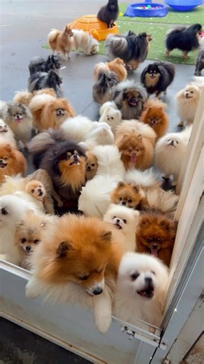 My loves #canildogsfisher #justforyou #fyp #paravoce #foryoupage #foryoupageofficiall #pomeranians #fy #spitzalemao #pom #foryouu #fypp