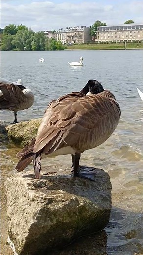 Canada Goose: A Masterclass in Chill