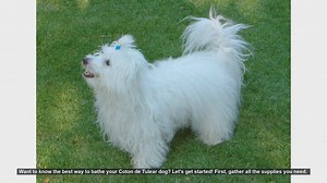 How to Bathe Your Coton de Tulear: Step-by-Step Guide