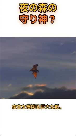翼長1.7m！巨大コウモリ「フライングフォックス」の秘密に迫る #雑学