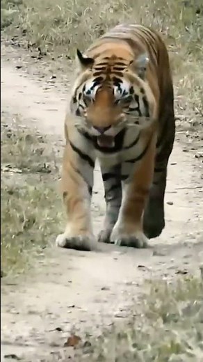 Tiger Calling His Mate