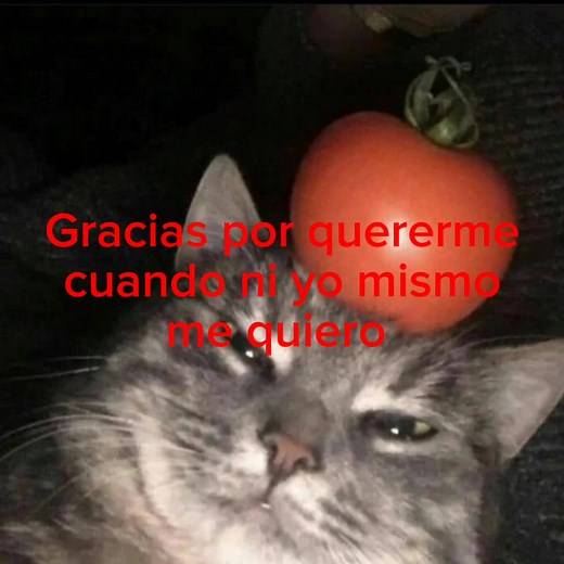 Gatos con Texto Random para Dedicar