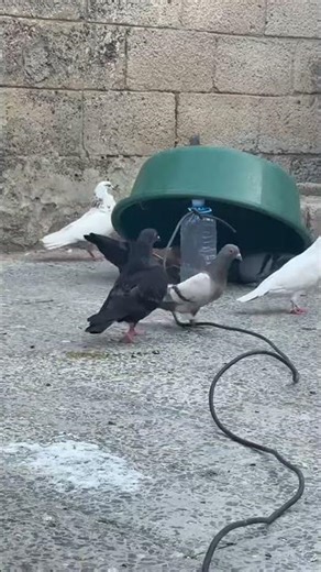 Catching Hungry Pigeons with a Simple Trap.