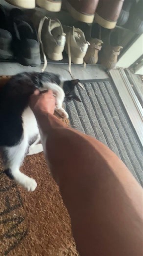 How to Gently Handle and Play with a Cat