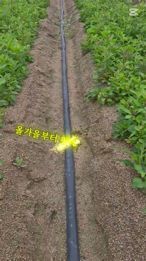 #잔대모종 2년생 #잔대종근용 #잔대씨앗 #특용작물 #귀농귀촌 #고소득작물 #잔대순 #딱주순 #잔대 파종방법 #잔대재배법